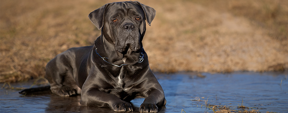 Cane Corso dog lying