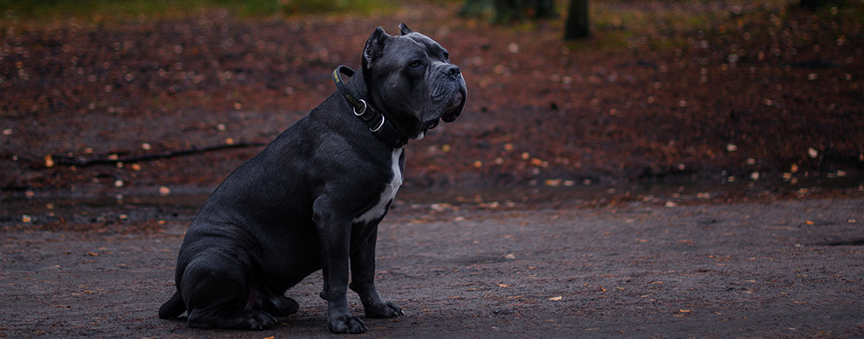 Cane Corso dog 