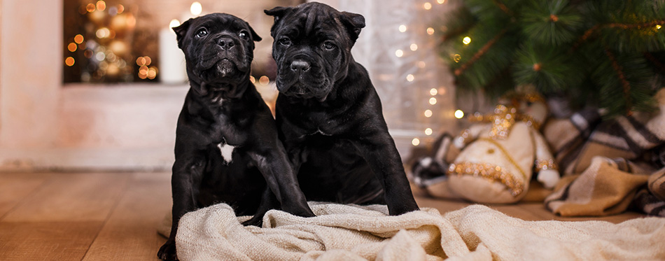 Cane Corso puppies