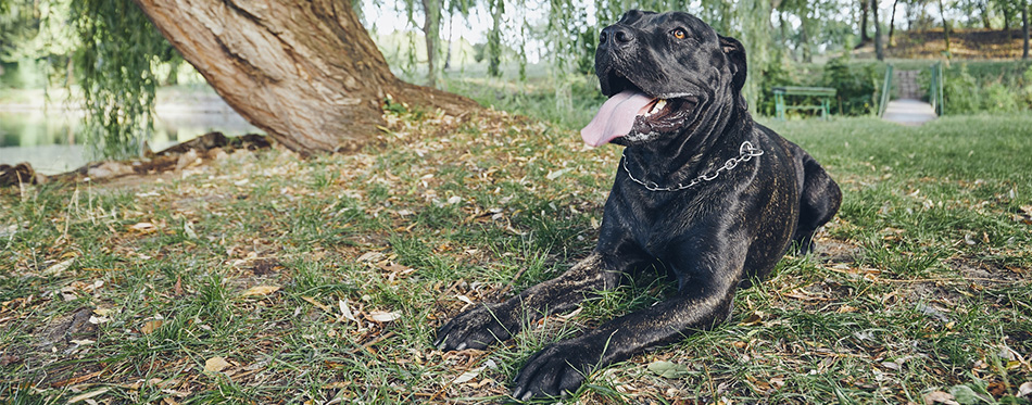 Cane Corso