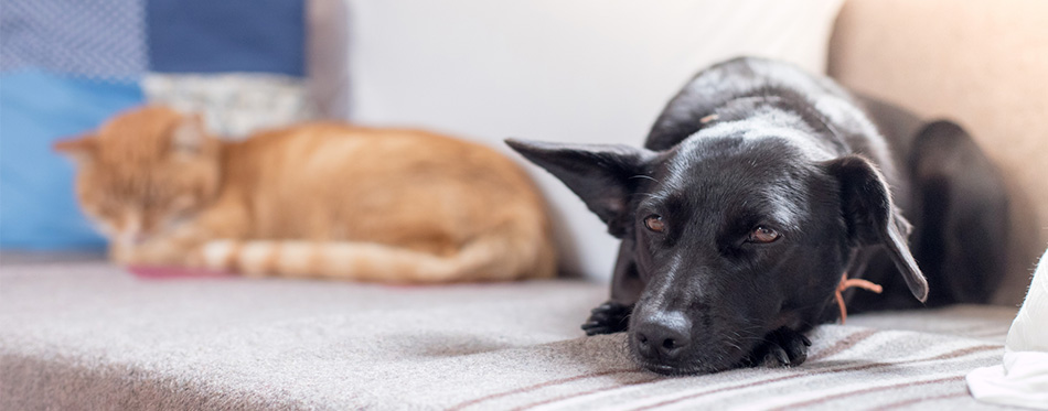 Cat and dog are lying and enjoying at home