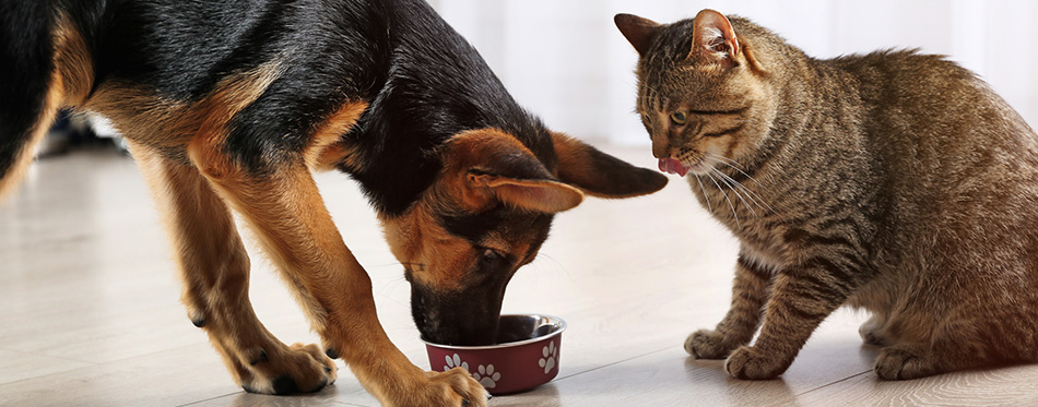 Cat and funny dog