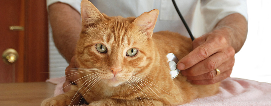 Cat at the vet