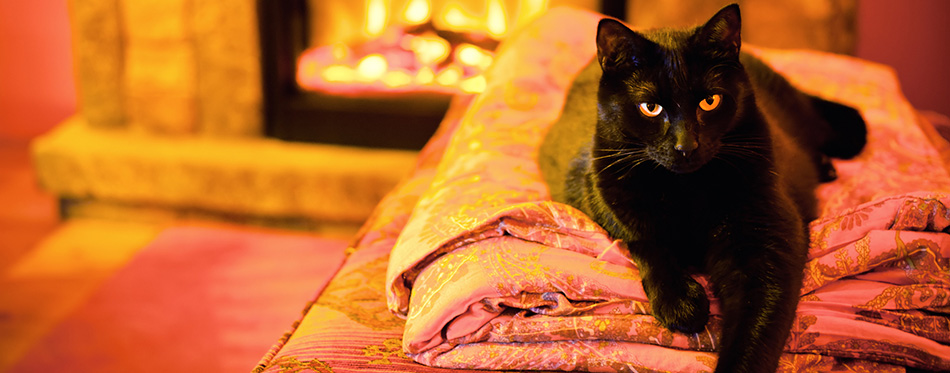 Cat by a fireplace