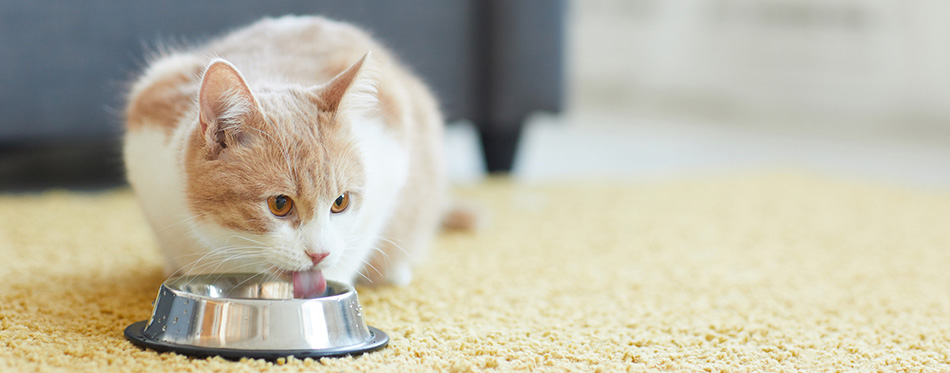 Cat drinking the milk