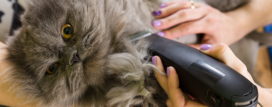 Cat grooming in pet beauty salon