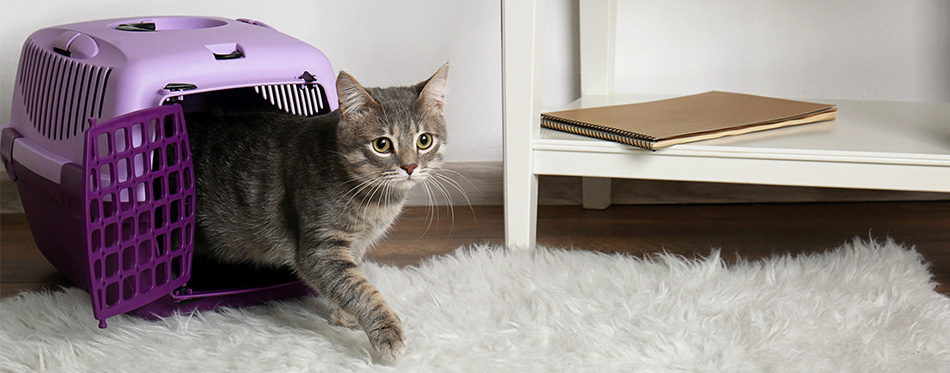 Cat in carrier box