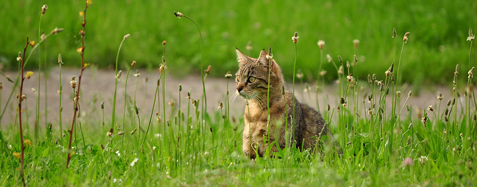 Kat in het gras