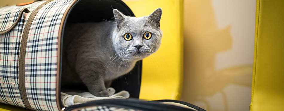 Cat inside a carrier