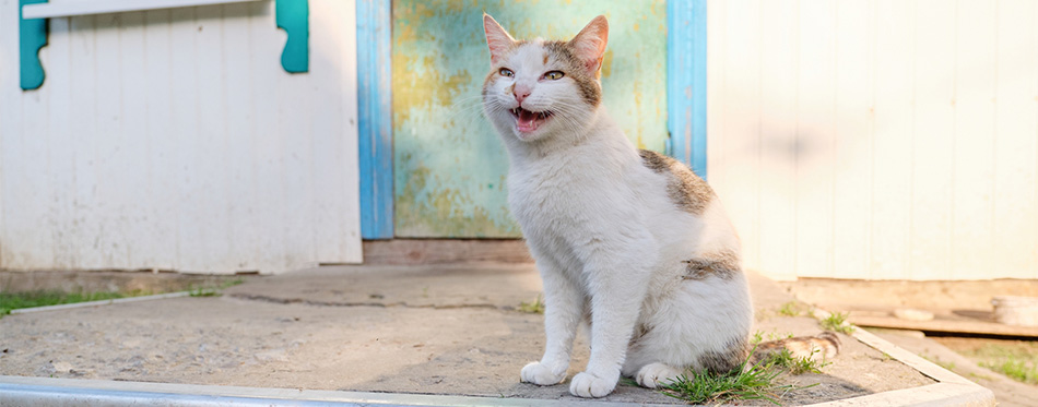 Cat meowing