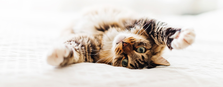 Cat on the bed