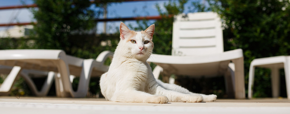 Cat resting beside the pool