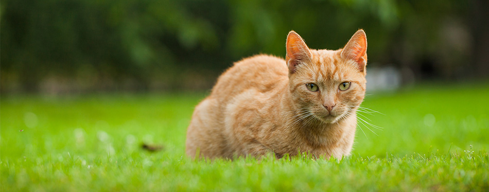 Chat assis dans l'herbe