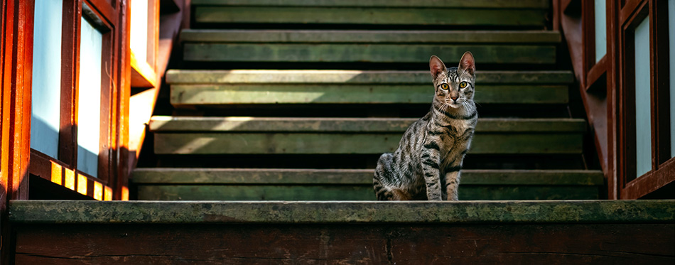 Cat sitting on the stairs