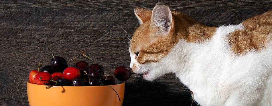 Cat steals cherry from the bowl 