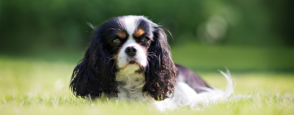 Cavalier King Charles Spaniel