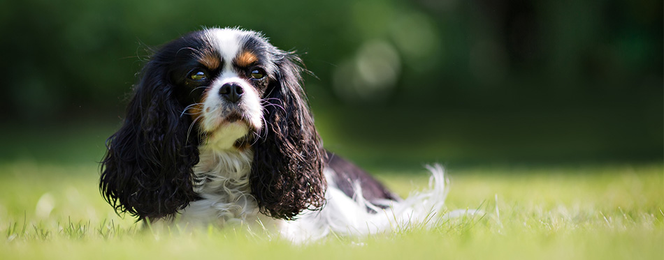 Cavalier King Charles Spaniel