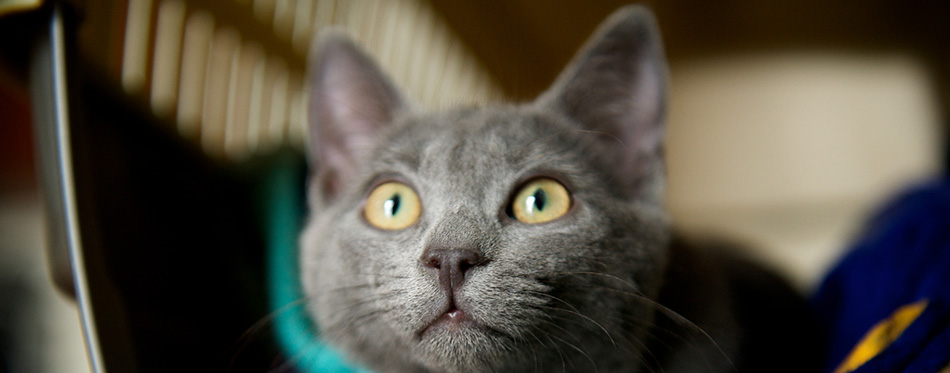 Chartreux cat