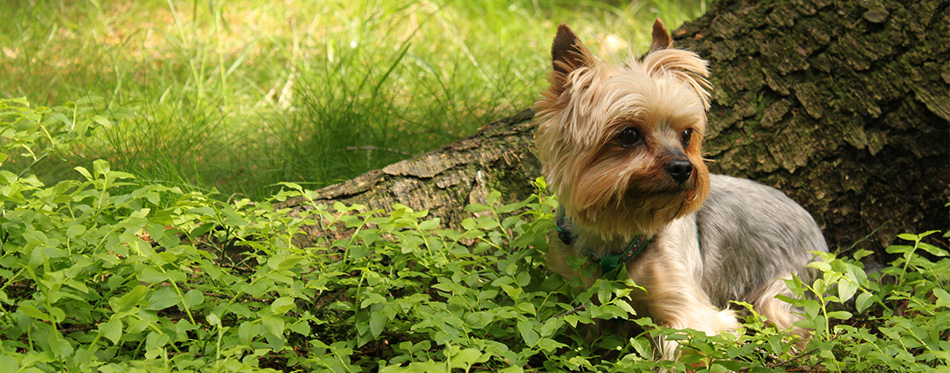 Chihuahua Yorkie Mix