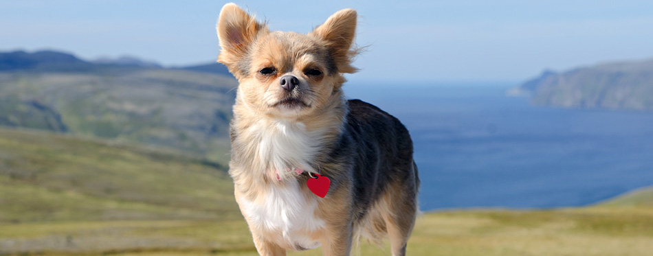 Chihuahua against Norwegian landscape