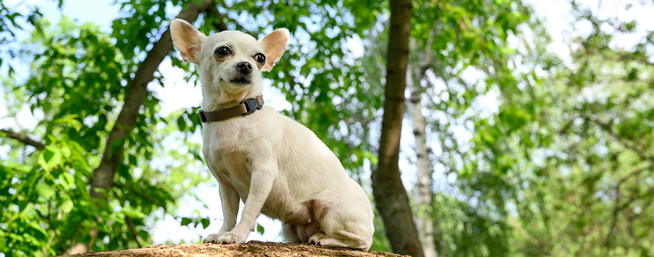 Chihuahua dog