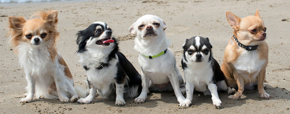 Chihuahua dogs