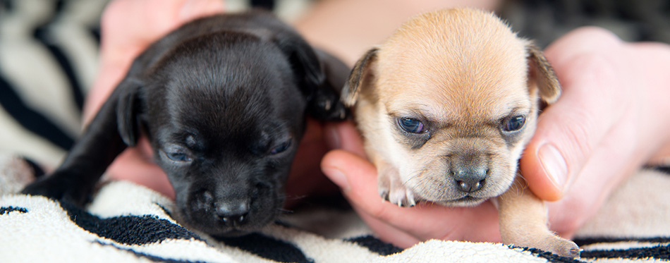 Chihuahua puppies 