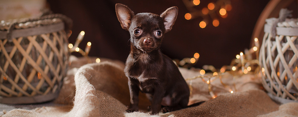 Chihuahua puppy