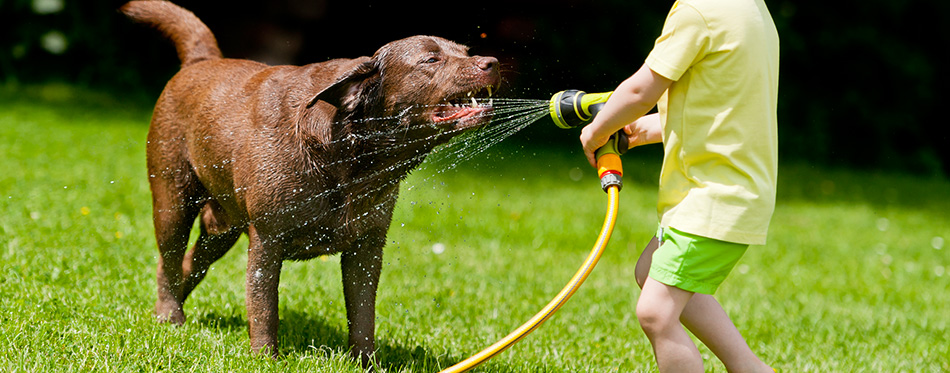 Child Dog Water Happy Play