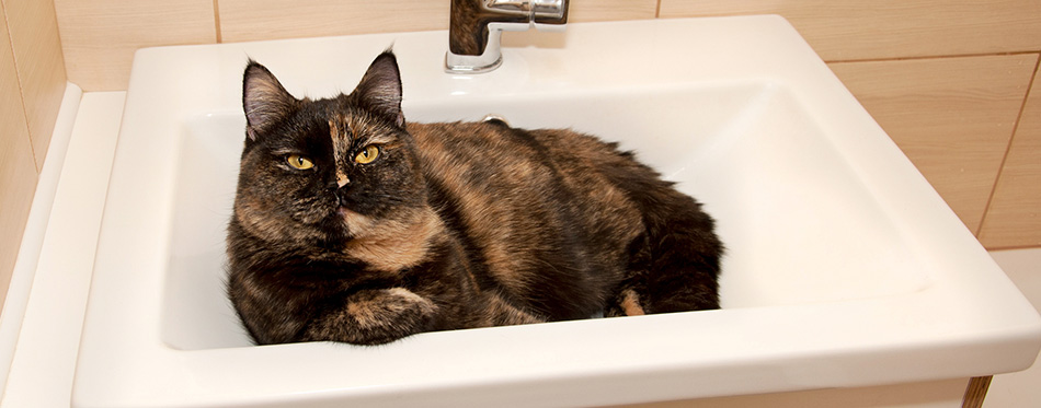 Chimera cat in the sink