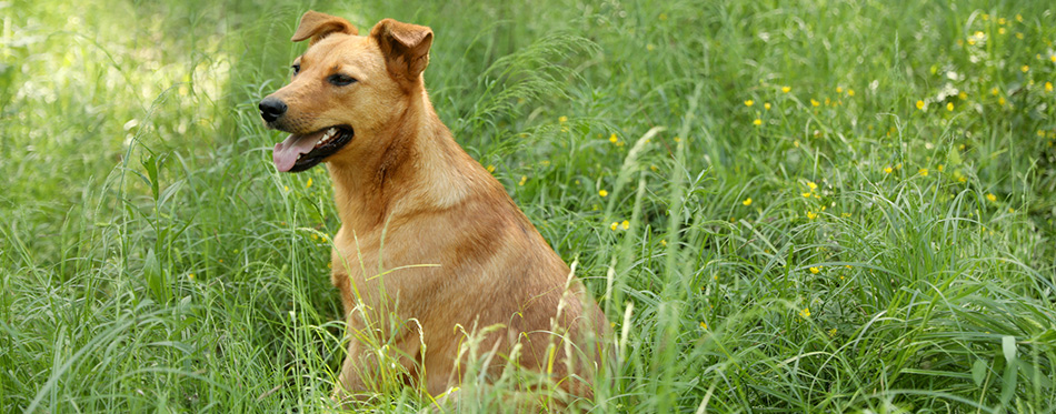 Chinook Dog in grass