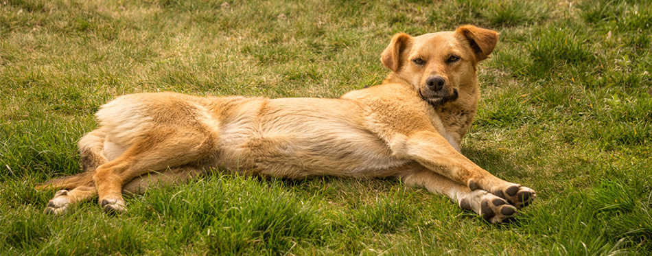 Chinook Dog lying