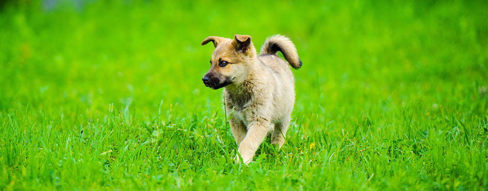 Chinook puppy