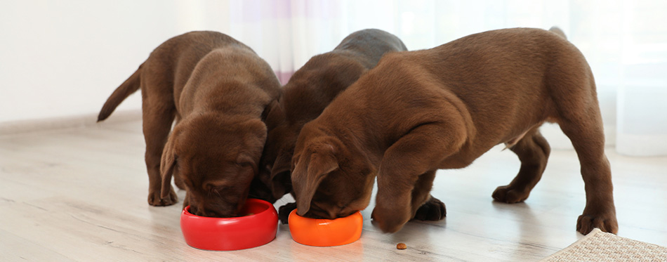 Chocolate Labrador Retriever puppies eating food from bowls 