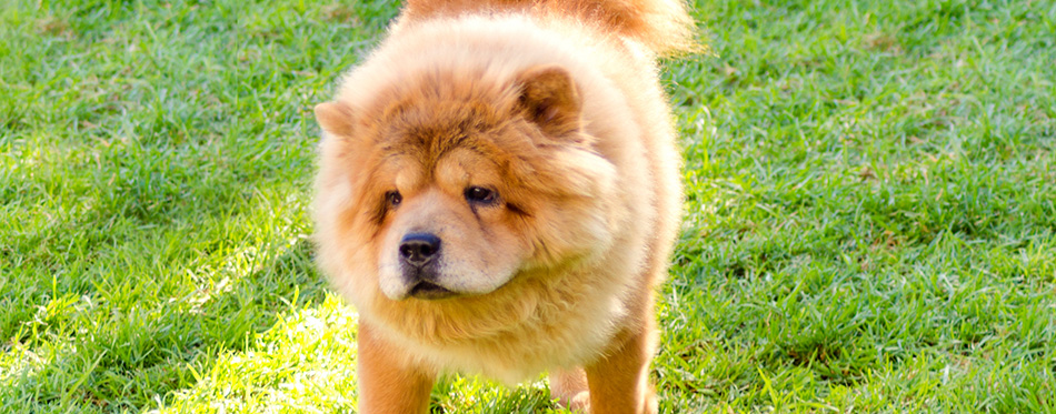 Chow Chow