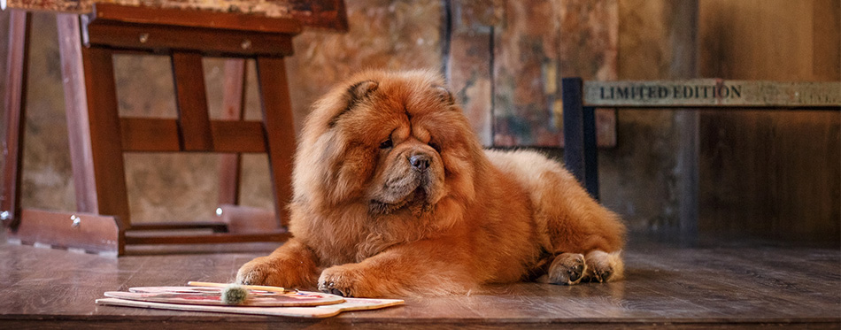 Chow Chow