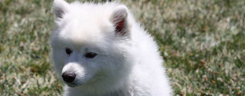 Close up of an American Eskimo dog