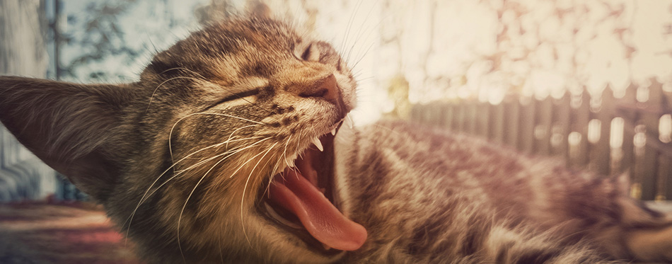 Close up portrait of sleepy striped cat yawning as laying d