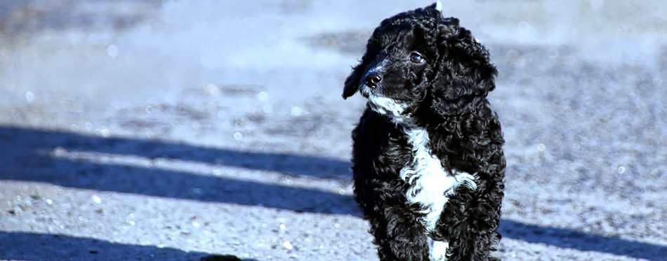 Cockapoo puppy walking along