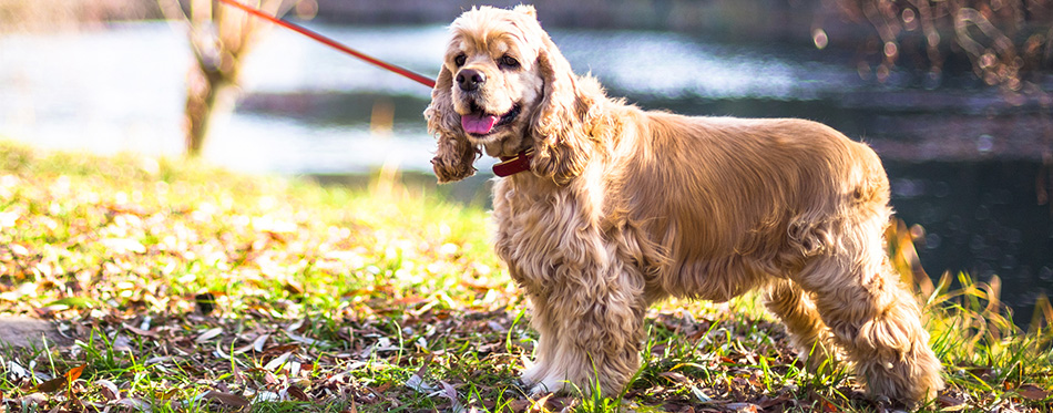 Cocker Spaniel