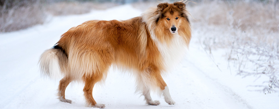 Collie