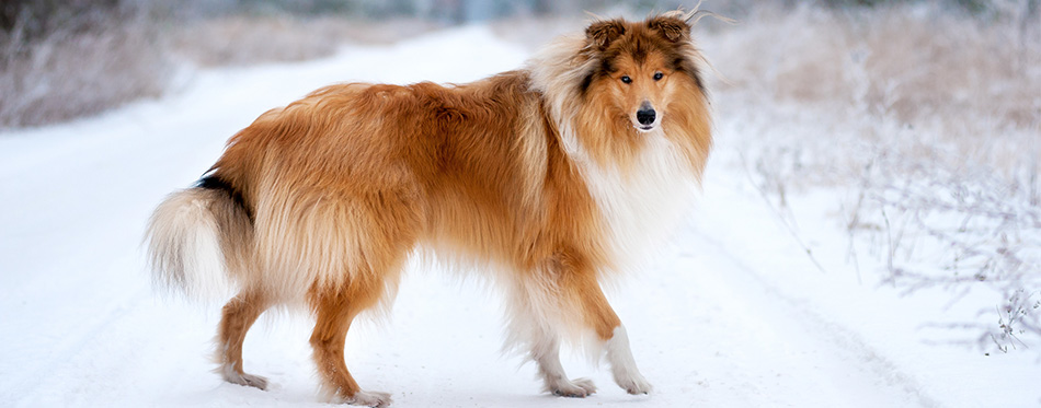 Collie