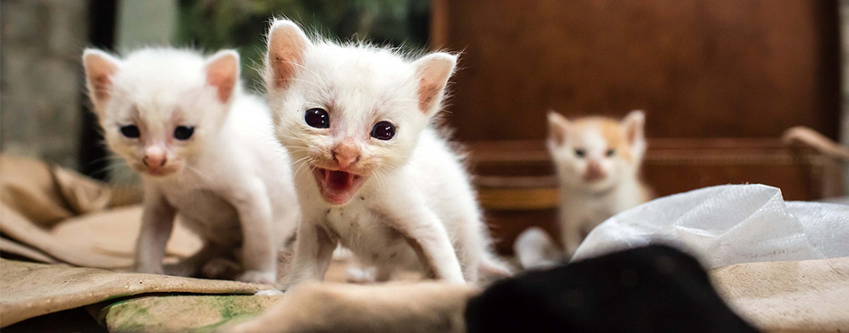 Colorpoint Shorthair kittens