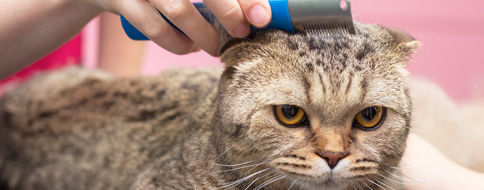 Contented cat in a beauty salon. cat express molt proced