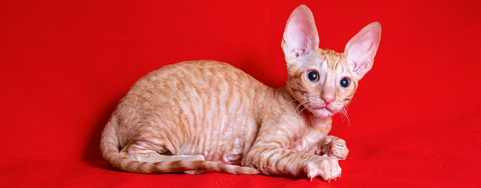 Cornish Rex