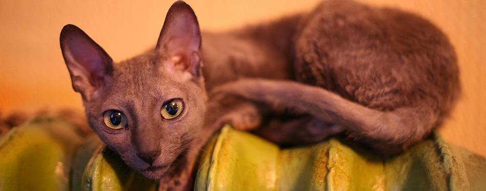 Cornish Rex