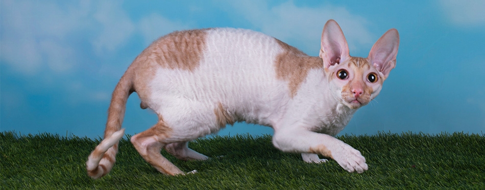 Cornish Rex