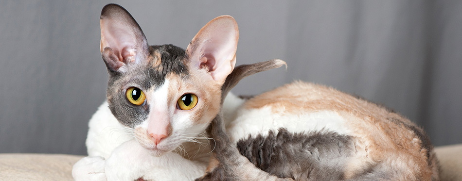 Cornish Rex Cat