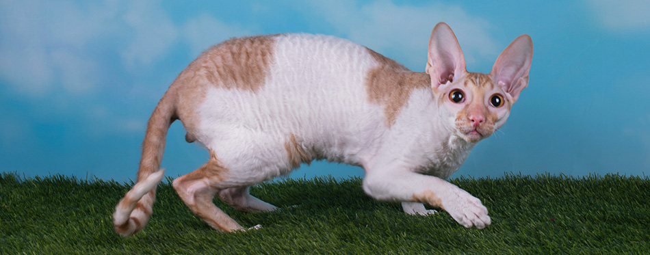 Cornish Rex Cat