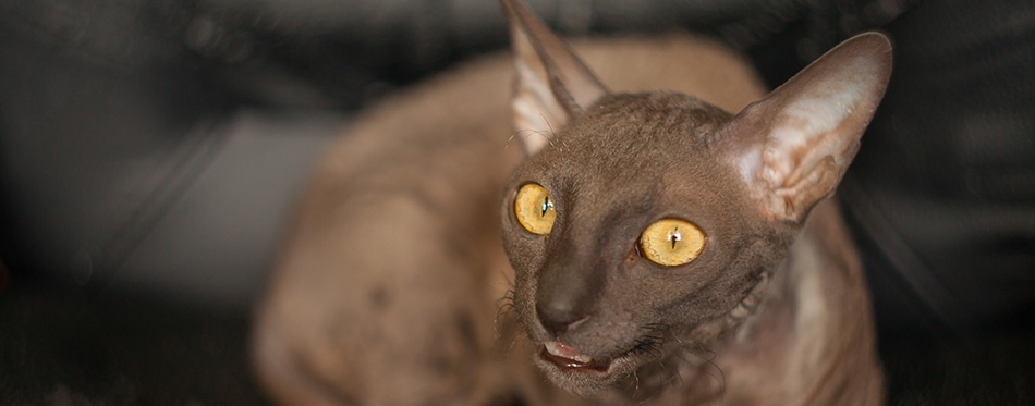 Cornish Rex